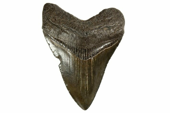 Juvenile Megalodon Tooth - South Carolina #312119